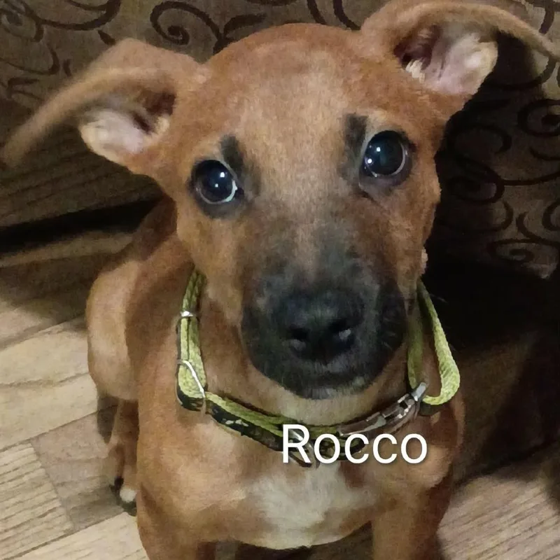 Rocco thumbnail 2