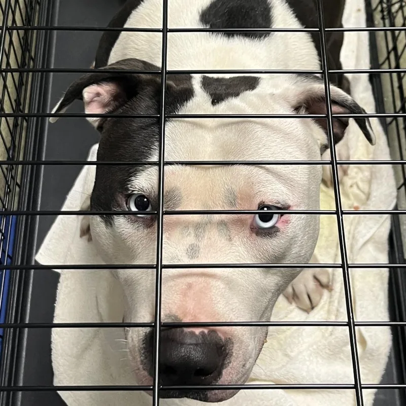 An adult medium-sized male Black Pit Bull Terrier dog named Hulk for adoption in Harrisonburg, VA