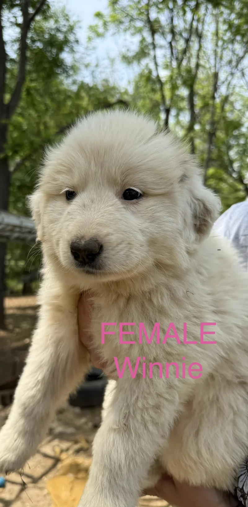 A baby large-sized female Great Pyrenees dog named Winnie for adoption in Stuart, VA