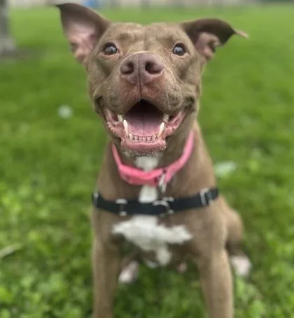 A young medium-sized female Bicolor Mixed Breed dog named Xena for adoption in Dubuque, IA