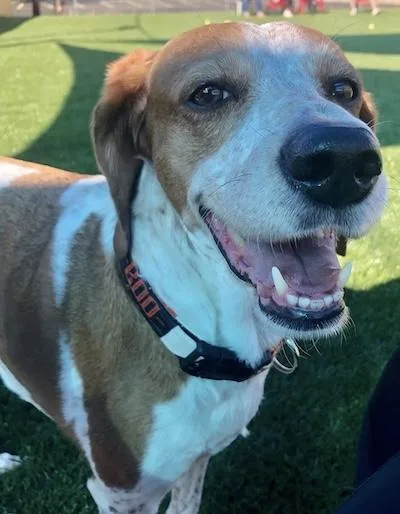 A senior medium-sized female Hound dog named Luna for adoption in Palmyra, VA
