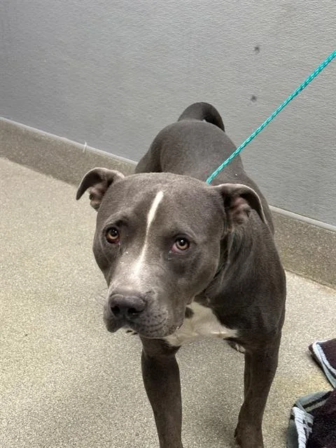 A young medium-sized male Pit Bull Terrier dog named Zak for adoption in Las Vegas, NV