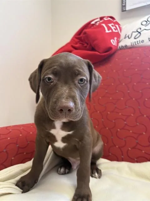 A baby medium-sized male Staffordshire Bull Terrier dog named Tanner for adoption in Brewster, MA