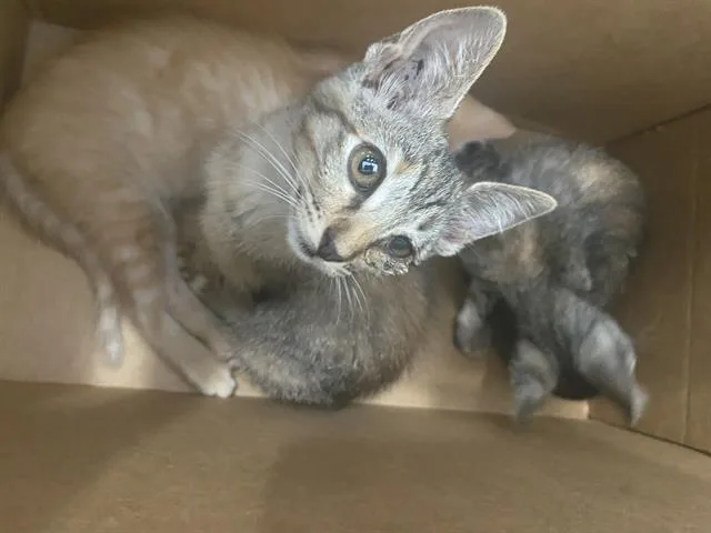 A baby medium-sized female Domestic Short Hair cat named Paola for adoption in Dallas, TX