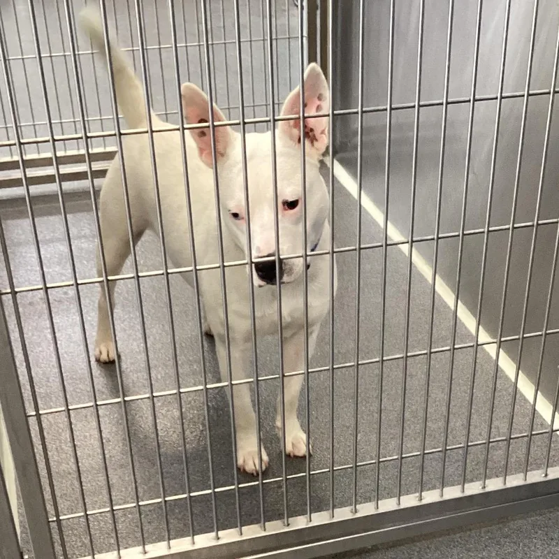 A young medium-sized male White / Cream Terrier dog named Bee for adoption in Montgomery, AL