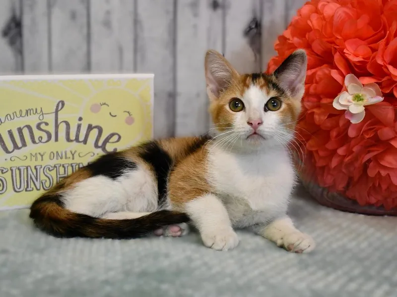 Taylor thumbnail 3