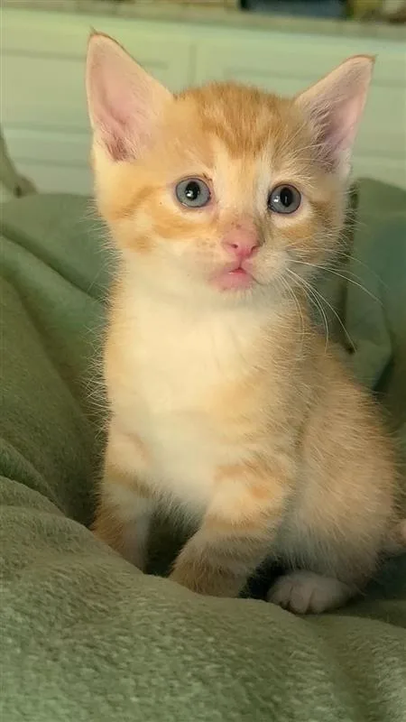 A baby small-sized male Domestic Short Hair cat named Chestnut for adoption in Fayetteville, AR