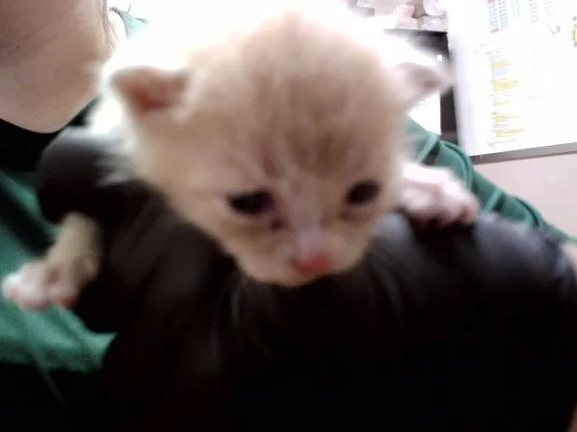 A baby small-sized male Domestic Short Hair cat named A for adoption in Martinez, CA