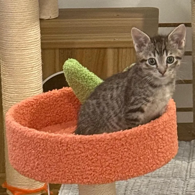 A baby small-sized male Brown / Chocolate Domestic Short Hair cat named Jacques for adoption in Brookfield, WI