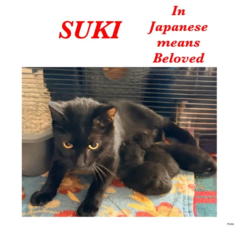 An adult medium-sized female Black Domestic Short Hair cat named Suki for adoption in Ashland, KY