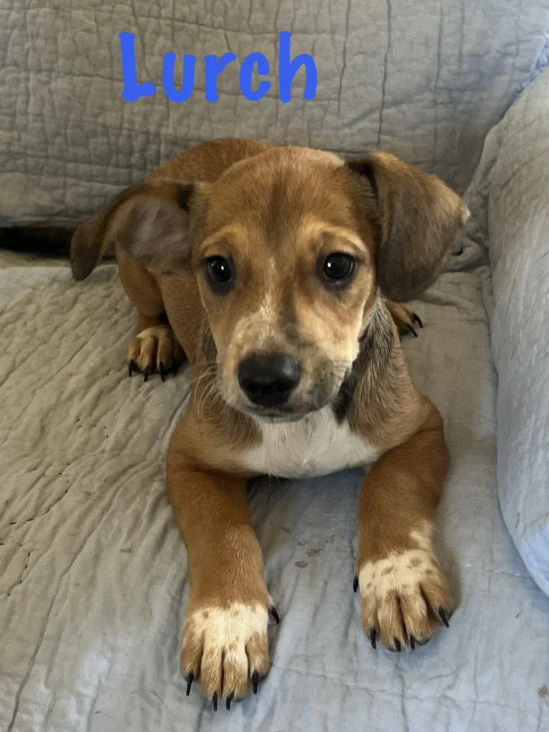 A young small-sized male Dachshund dog named Lurch for adoption in Pipe Creek, TX