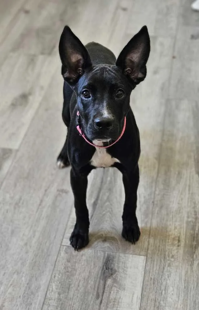 Kava
