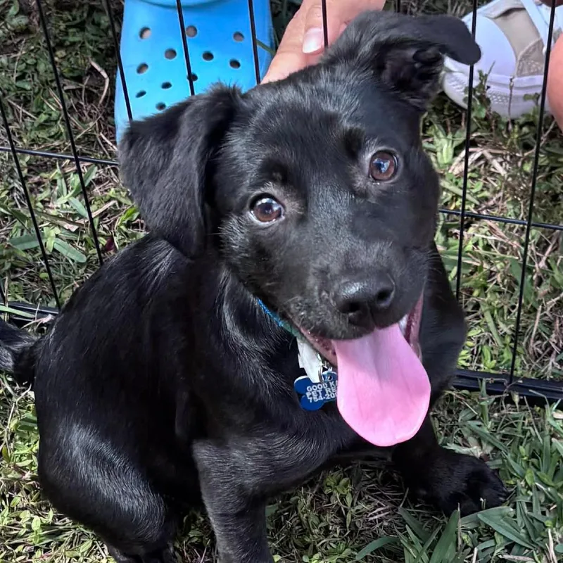 A young medium-sized male Black Labrador Retriever dog named Phantom Bama for adoption in Fort Lauderdale, FL