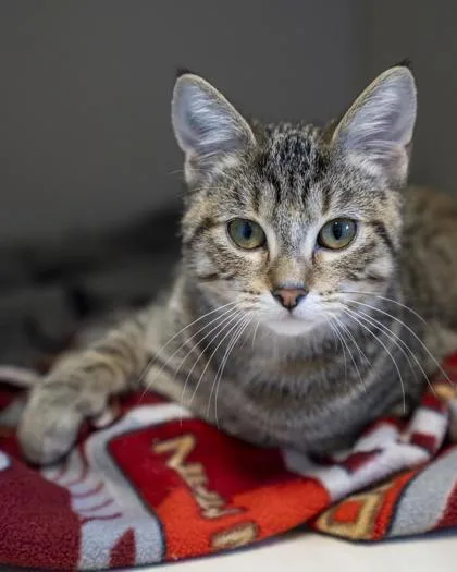 A baby small-sized female Domestic Short Hair cat named Brielle for adoption in Pequot Lakes, MN