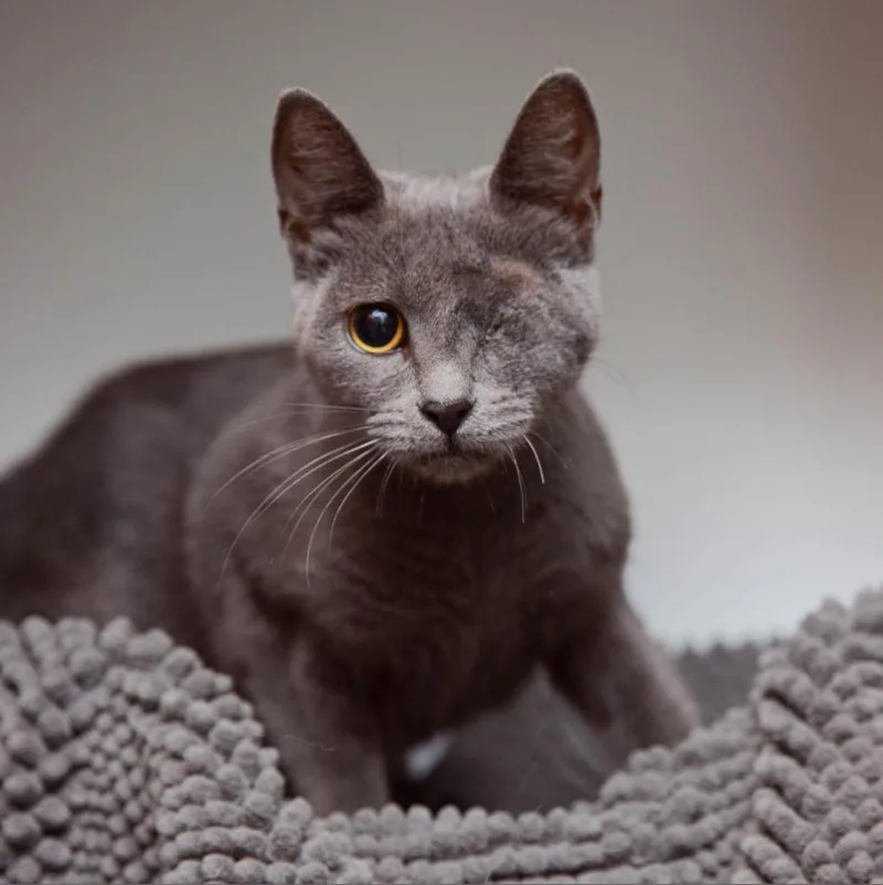 A senior medium-sized female Domestic Short Hair cat named Skylar for adoption in Los Angeles, CA