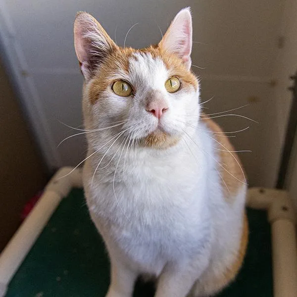 An adult medium-sized male Domestic Short Hair cat named Mister Wobbles for adoption in Des Moines, IA