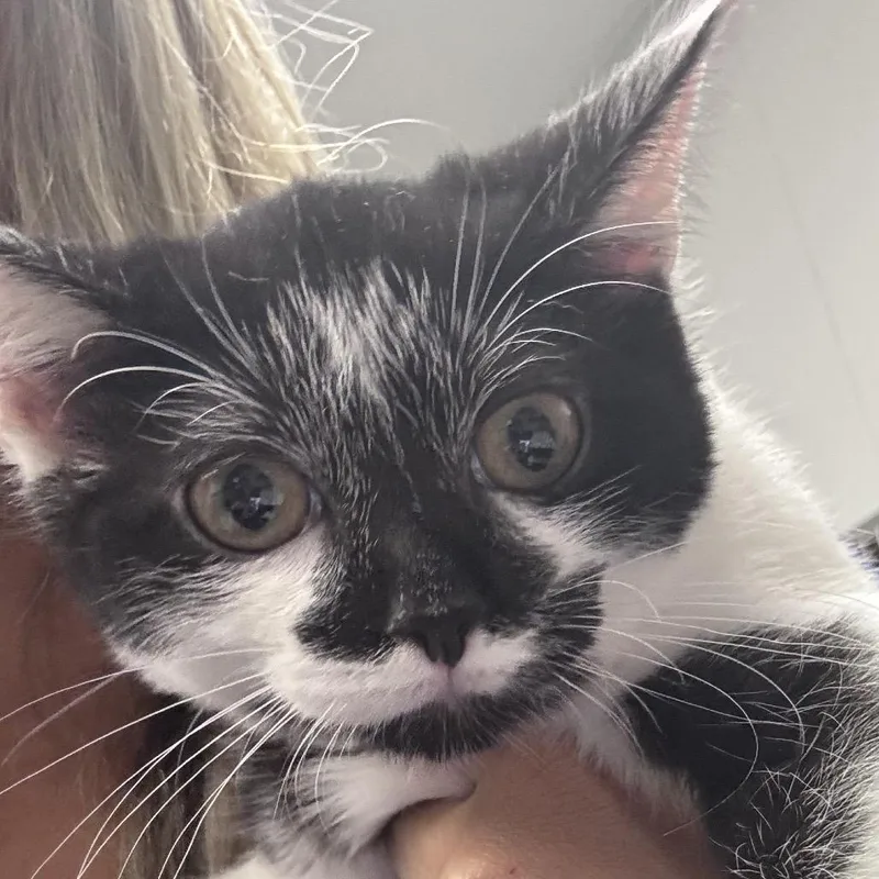 A baby small-sized female Black Domestic Short Hair cat named Ginny for adoption in Greenville, SC