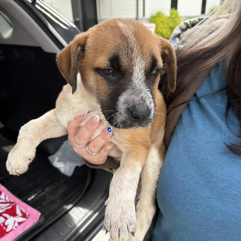 A baby small-sized female Yellow / Tan / Blond / Fawn Terrier dog named Azalea for adoption in Marshall, TX