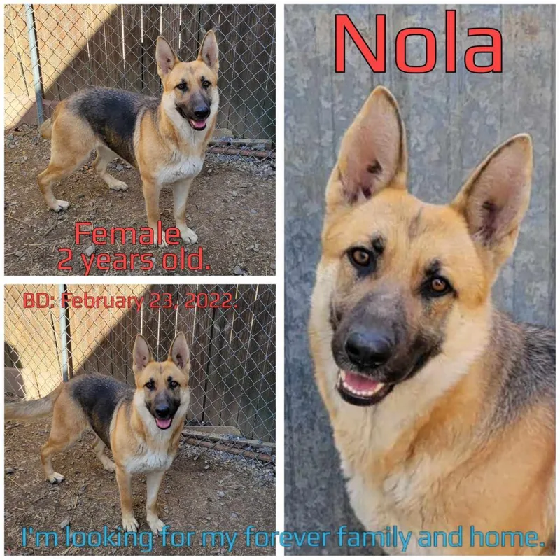 An adult large-sized female Black German Shepherd Dog dog named Nola for adoption in Boaz, AL