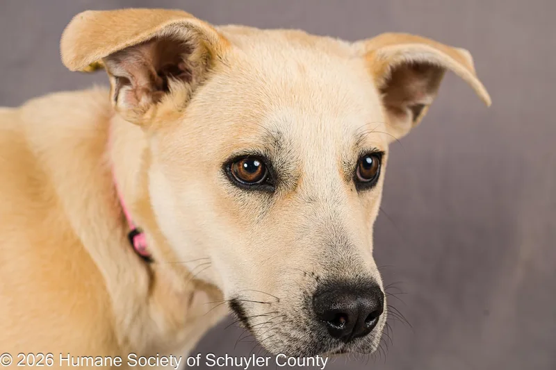 A young large-sized female Yellow / Tan / Blond / Fawn Yellow Labrador Retriever dog named Cassie for adoption in Montour Falls, NY