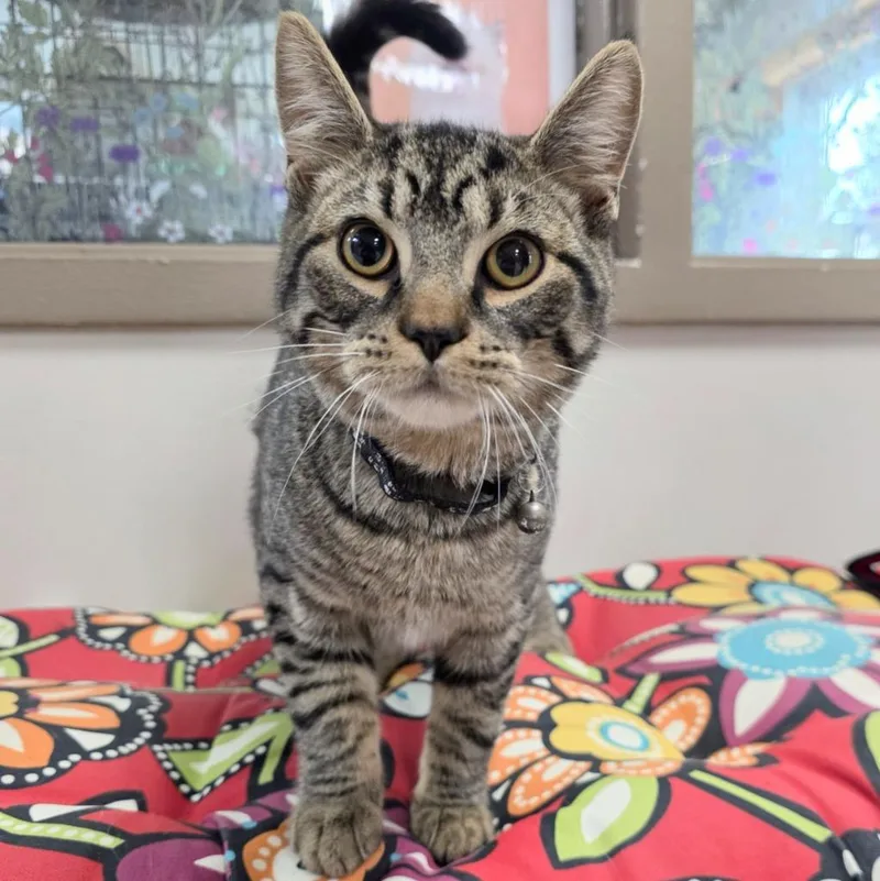 A baby large-sized male Domestic Short Hair cat named Mothman for adoption in New Manchester, WV