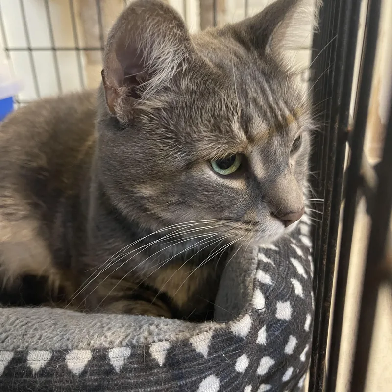 Princess thumbnail 2