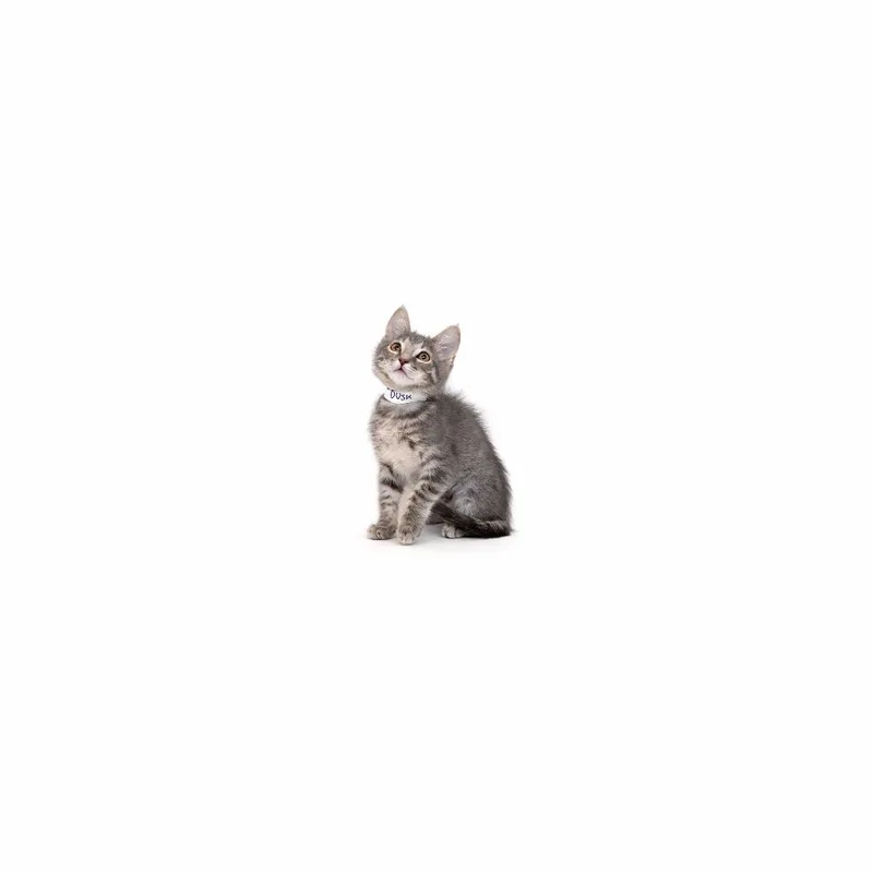 A baby small-sized female Gray / Blue / Silver Domestic Short Hair cat named Dusk for adoption in Playa Vista, CA