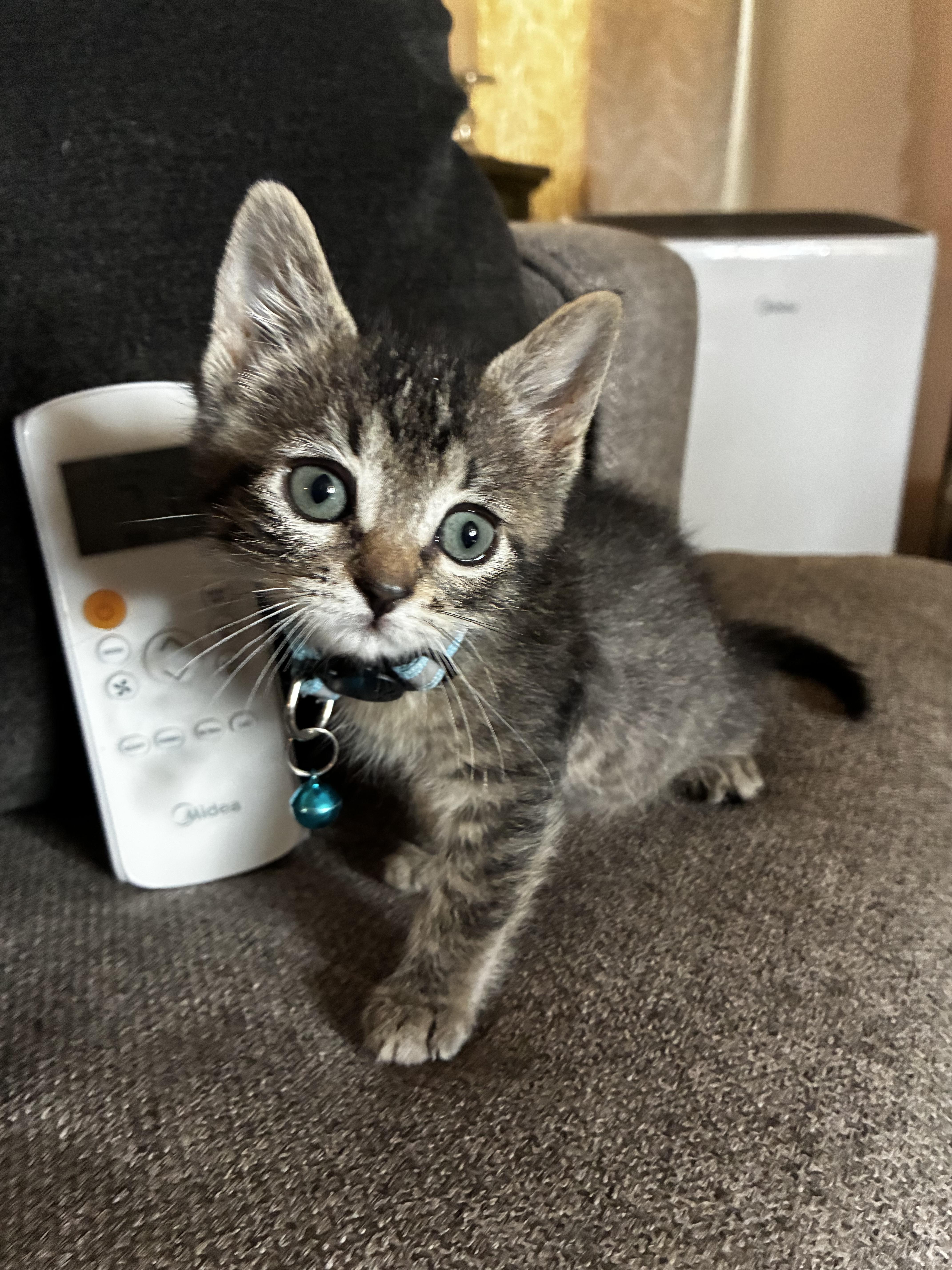 A baby small-sized female Domestic Short Hair cat named Clare Bear for adoption in Long Beach, CA