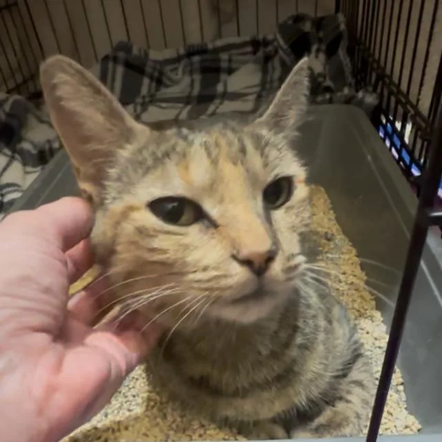 An adult medium-sized female Brown / Chocolate Domestic Short Hair cat named Becky for adoption in Houston, TX