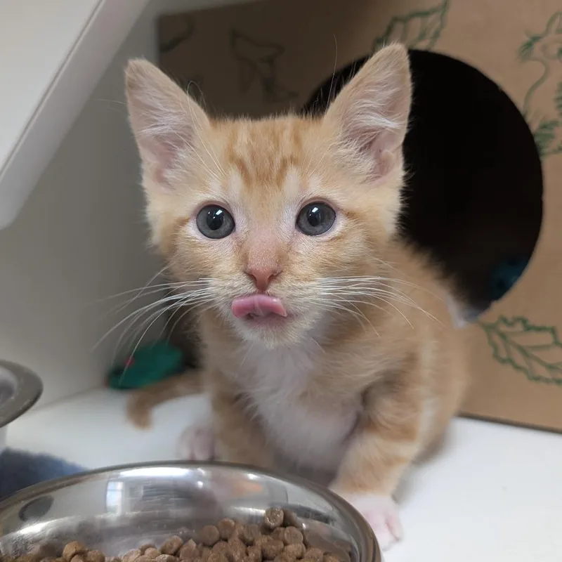A baby small-sized male Orange / Red Domestic Medium Hair cat named William for adoption in Reno, NV