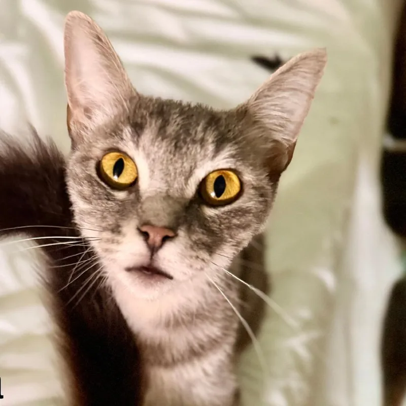 A young small-sized female Gray / Blue / Silver Domestic Short Hair cat named Nova for adoption in Los Angeles, CA
