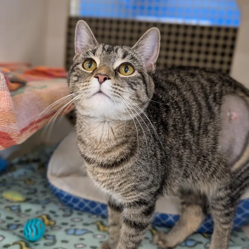 Iskierka thumbnail 2