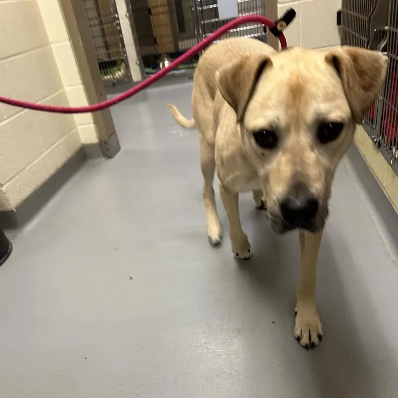 An adult large-sized male Yellow / Tan / Blond / Fawn Mixed Breed dog named Dg for adoption in Asheville, NC