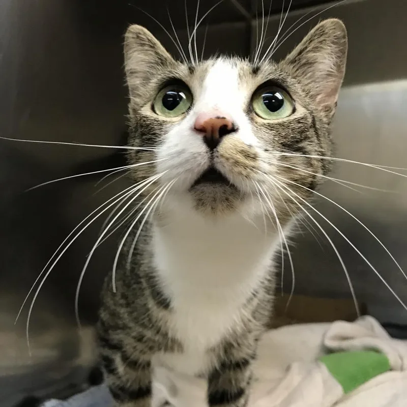 A young medium-sized female Gray / Blue / Silver Domestic Short Hair cat named Taylor Ham for adoption in Newark, NJ
