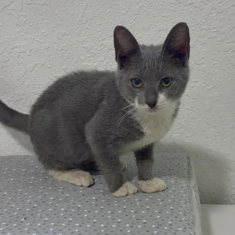 A baby small-sized female Domestic Short Hair cat named Buddha for adoption in Miami, FL