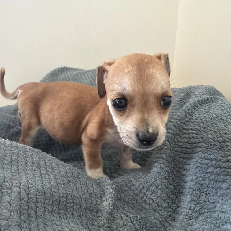 A baby small-sized female Brown / Chocolate Chihuahua dog named Sage for adoption in Santa Barbara, CA