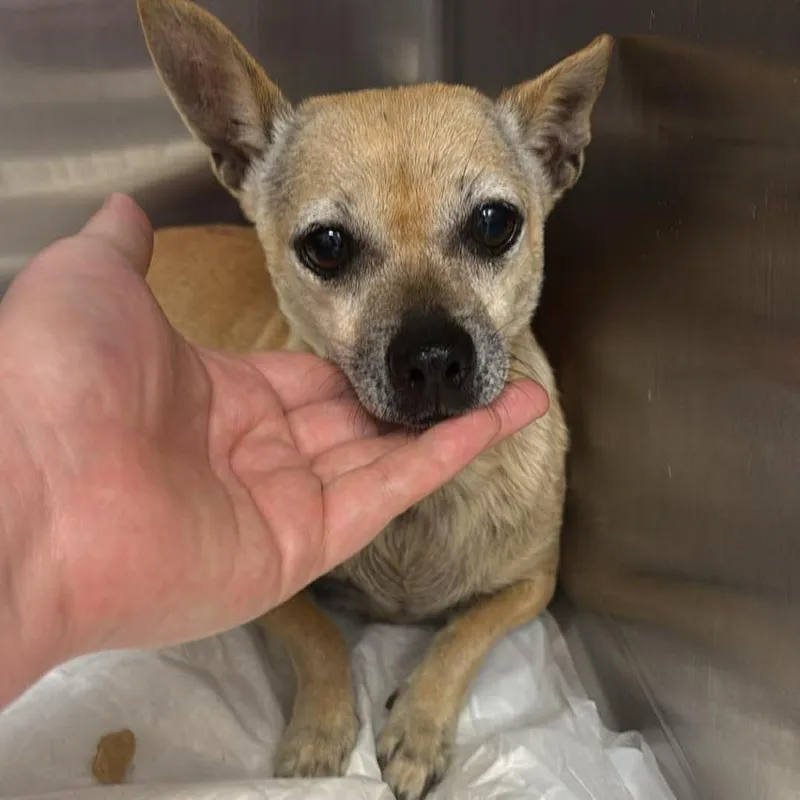 An adult small-sized female Yellow / Tan / Blond / Fawn Chihuahua dog named Athena for adoption in Bastrop, TX