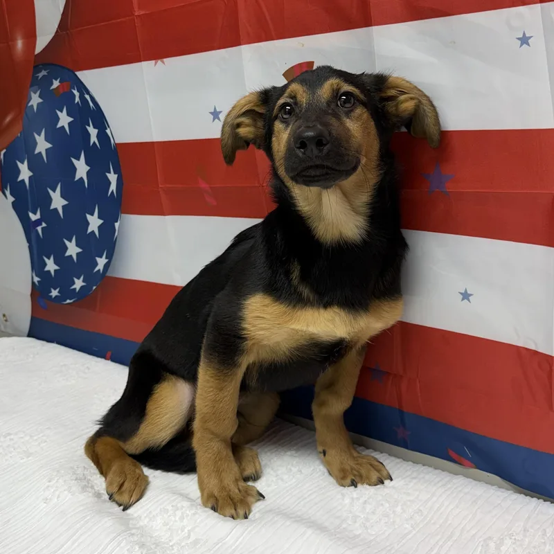 A young medium-sized male Black German Shepherd Dog dog named Yamaha for adoption in Urbana, OH