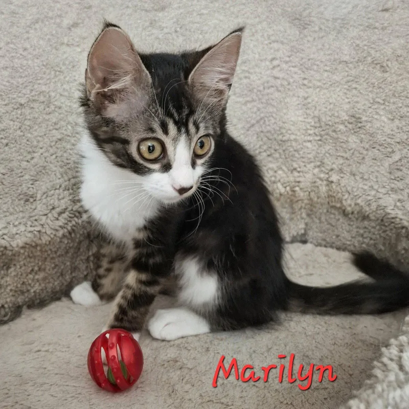 A baby medium-sized female Maine Coon cat named Marilyn awarmhug for adoption in Houston, TX