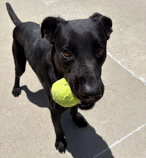 A young large-sized male Labrador Retriever dog named Morpheus for adoption in Sioux City, IA
