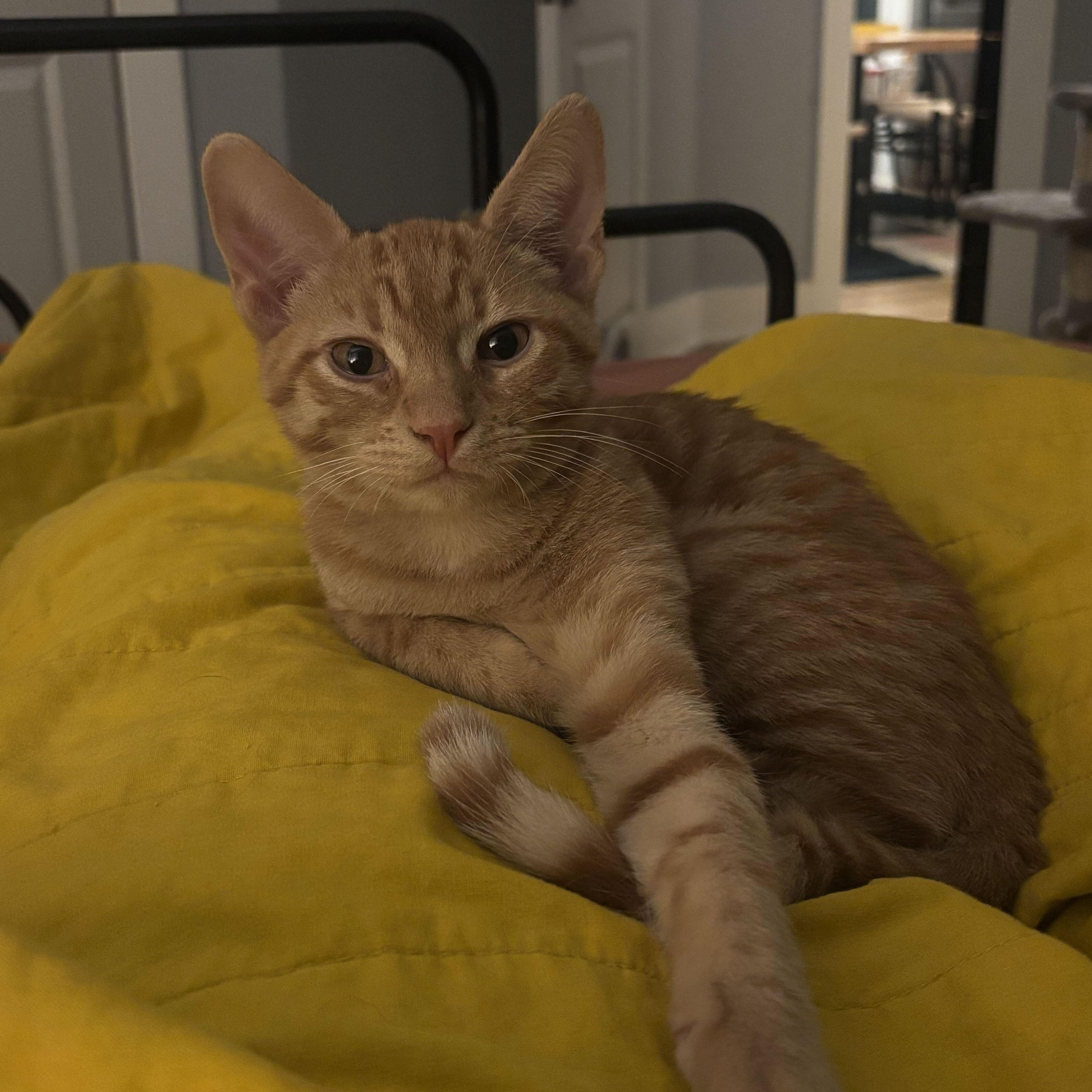 A baby medium-sized male Orange / Red Domestic Short Hair cat named Snug for adoption in Houston, TX