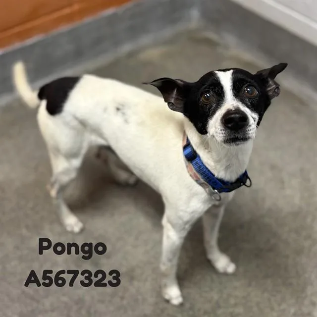 Pongo