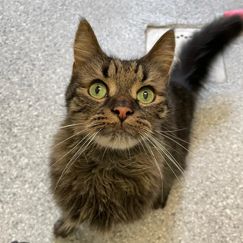 A senior medium-sized male Domestic Long Hair cat named Jace for adoption in Enfield, NH