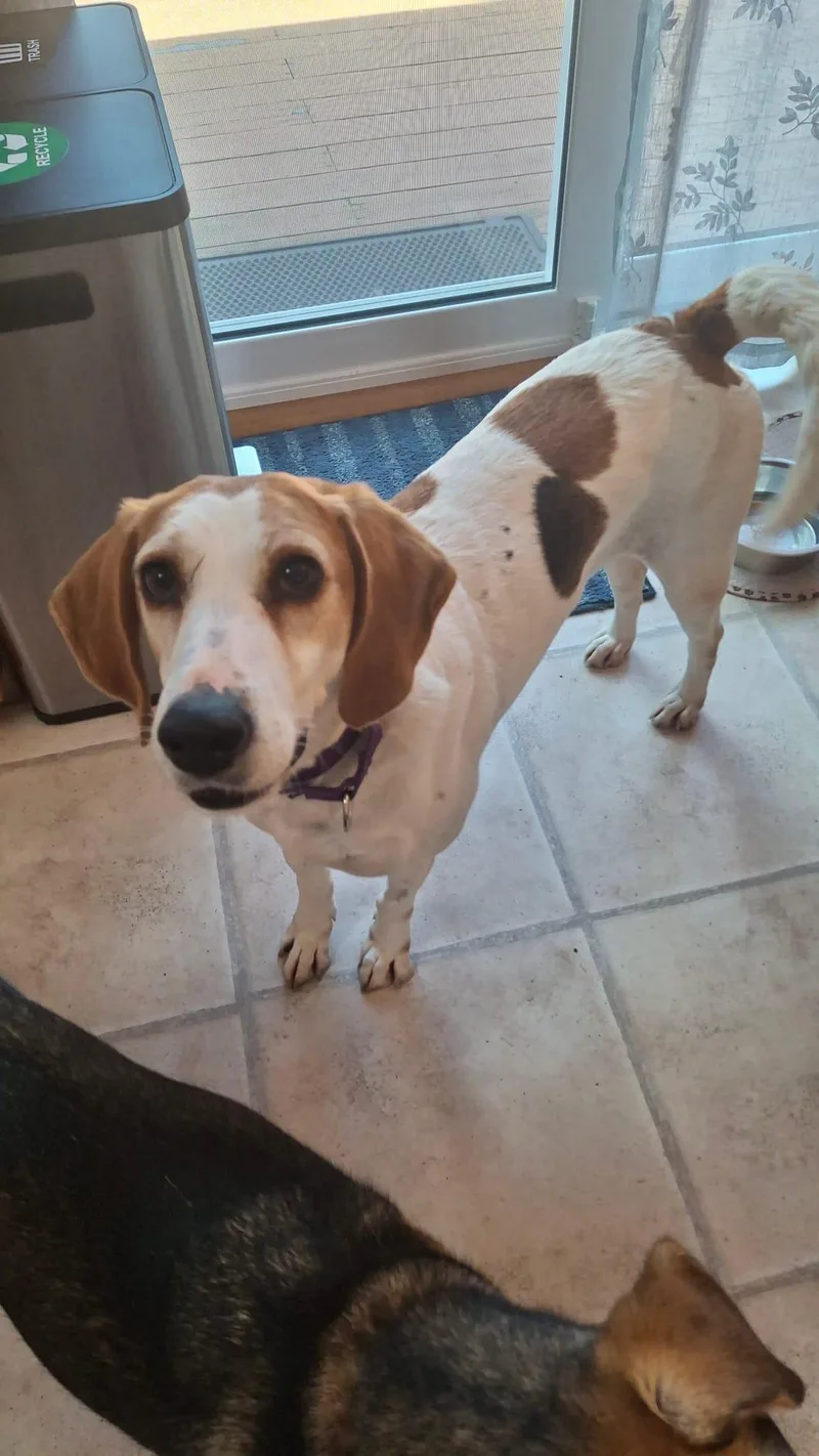 An adult medium-sized female Hound dog named Ruby for adoption in Suffield, CT
