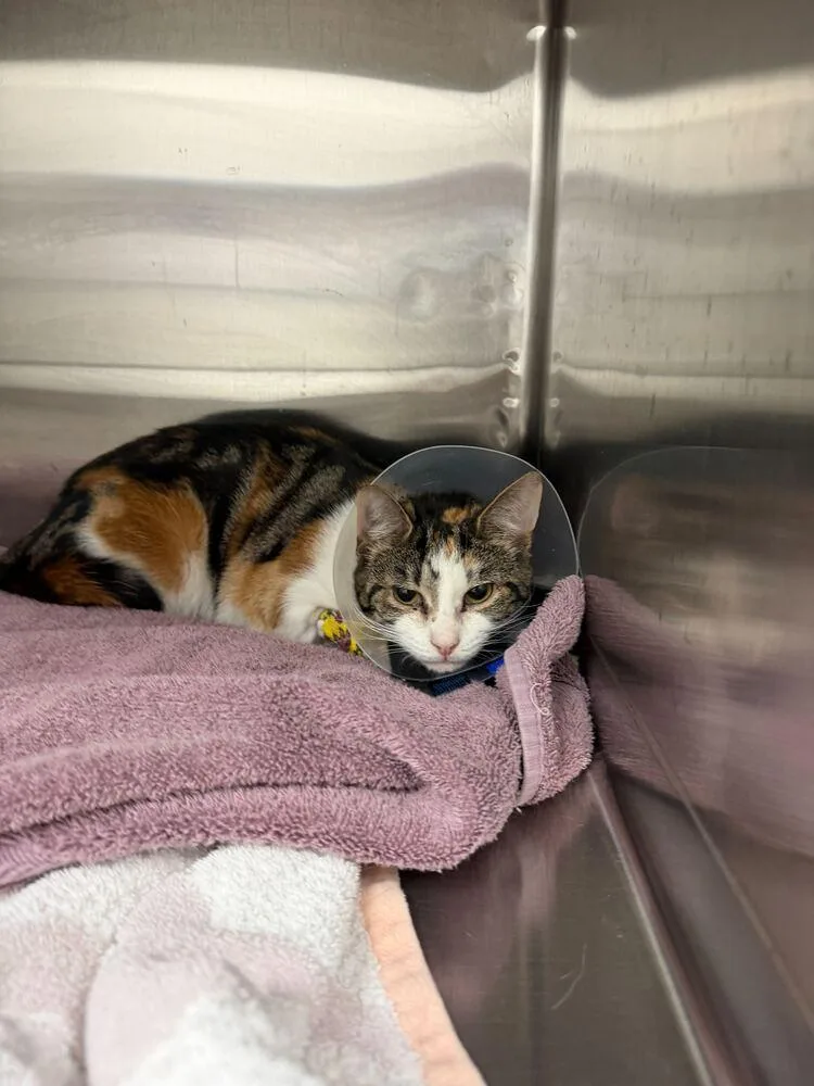 A baby medium-sized female White Domestic Short Hair cat named Lilibit for adoption in Marietta, GA