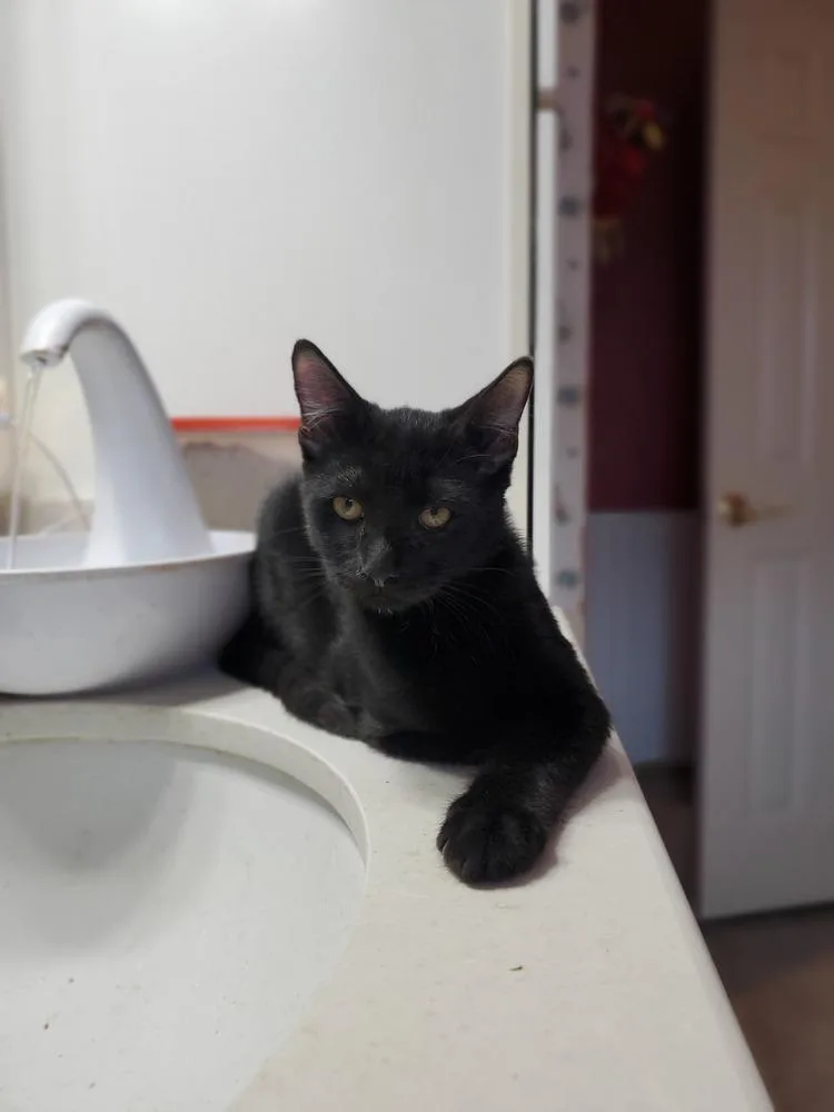 Mister Frisky thumbnail 2