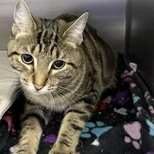 A young medium-sized male Domestic Short Hair cat named Arhur for adoption in Worcester, MA