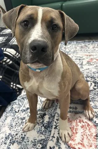 Chevy