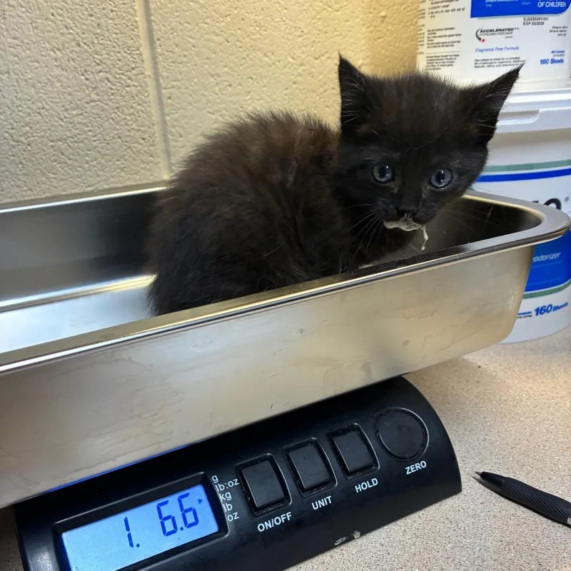 A baby small-sized female Black Domestic Medium Hair cat named Noir for adoption in Danville, KY