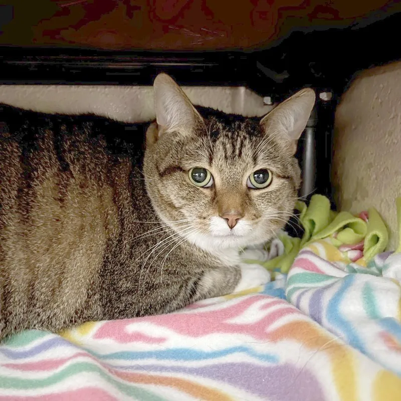 An adult small-sized male Brown / Chocolate Domestic Short Hair cat named Gizmo for adoption in Owosso, MI